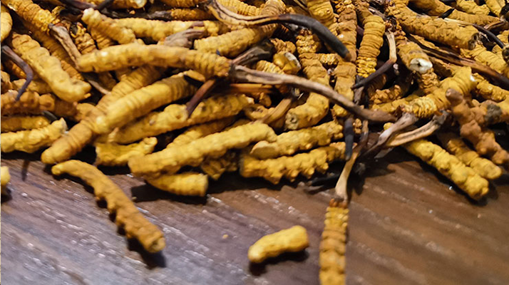 天然<a href=http://www.ysdxl.com/jiage/ target=_blank class=infotextkey>冬蟲夏草多少錢</a>一克？