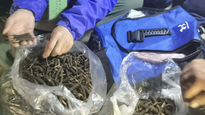 <a href=http://www.ysdxl.com/xinxian/ target=_blank class=infotextkey>新<a href=http://www.ysdxl.com/xinxian/ target=_blank class=infotextkey>鮮冬蟲夏草</a></a>的正確食用指南