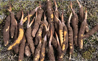 新鮮冬蟲(chóng)夏草科學(xué)晾干指南