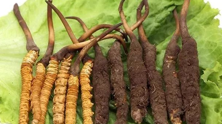 吃新鮮冬蟲夏草后拉肚子？原因與應(yīng)對(duì)方法解析