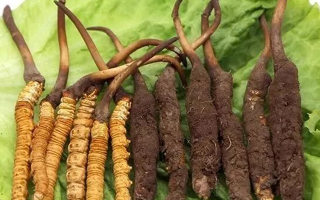 吃新鮮冬蟲夏草后拉肚子？原因與應(yīng)對(duì)方法解析