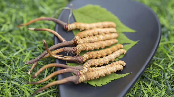 新鮮松茸冬蟲夏草怎么吃？滋補(bǔ)雙珍的美味搭配指南