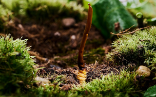 新鮮好的冬蟲(chóng)夏草怎么吃？解鎖營(yíng)養(yǎng)滋補(bǔ)新方式?