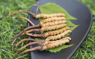 新鮮松茸冬蟲(chóng)夏草怎么吃？滋補(bǔ)雙珍的美味搭配指南