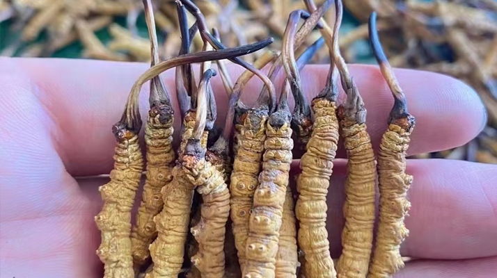 “比挖蟲草更重要的是保護(hù)草地！”——走進(jìn)青藏高原冬蟲夏草采挖季