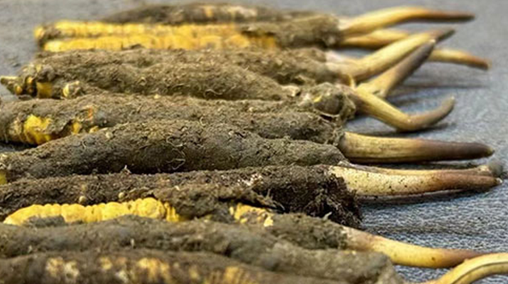 一根鮮<a href=http://www.ysdxl.com/jiage/ target=_blank class=infotextkey>冬蟲夏草多少錢</a>？影響價格的核心因素解析