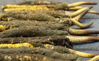 一根鮮冬蟲夏草多少錢？影響價格的核心因素解析