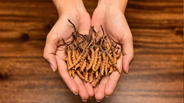 冬蟲夏草:獨特的蟲菌復(fù)合體品種