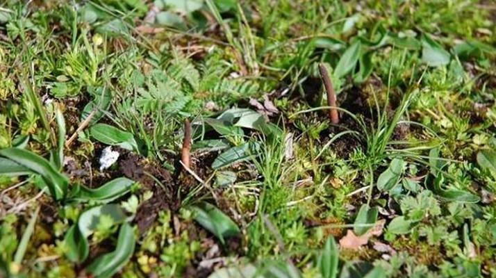 冬蟲(chóng)夏草泡酒用鮮草:傳統(tǒng)藥酒的新選擇