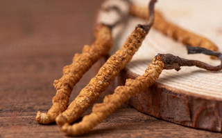 吃冬蟲(chóng)夏草的好處有哪些？科學(xué)解讀這株"雪山黃金"的養(yǎng)生價(jià)值