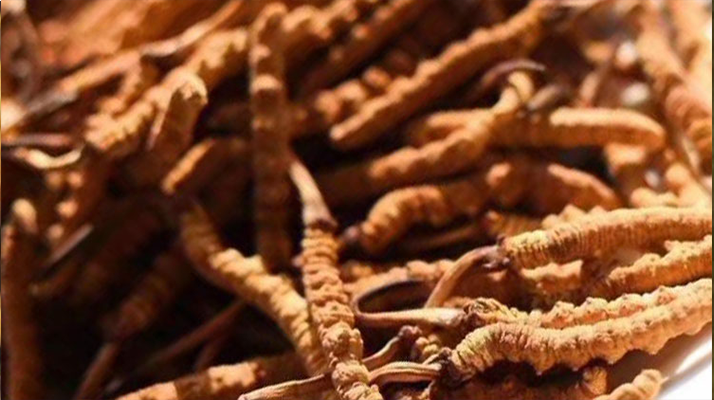 野生<a href=http://www.ysdxl.com/jiage/ target=_blank class=infotextkey>冬蟲夏草多少錢</a>一克