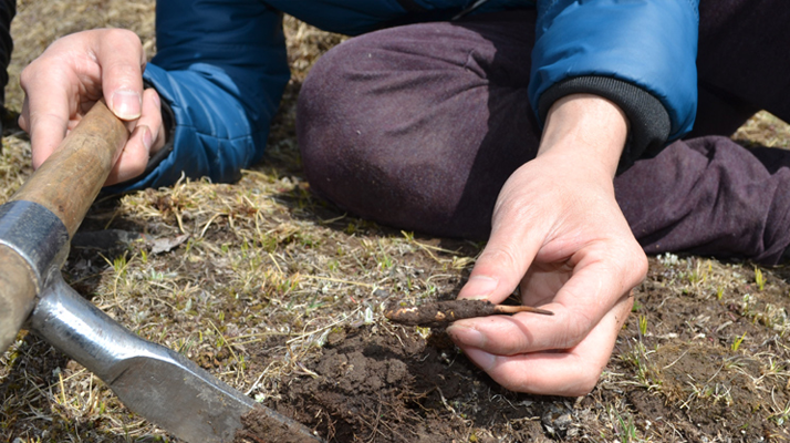 怎樣鑒別<a href=http://www.ysdxl.com/tag/6.html target=_blank class=infotextkey>冬蟲夏草的產(chǎn)地</a>