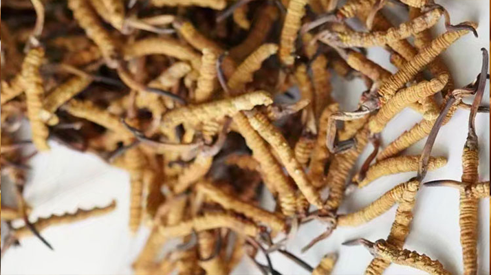 天然<a href=http://www.ysdxl.com/jiage/ target=_blank class=infotextkey>冬蟲夏草多少錢</a>一克