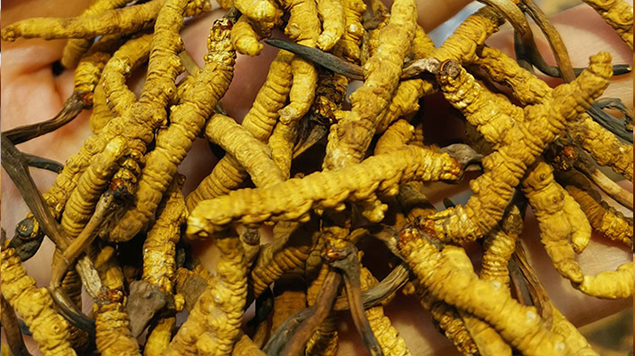 野生冬蟲夏草怎么買