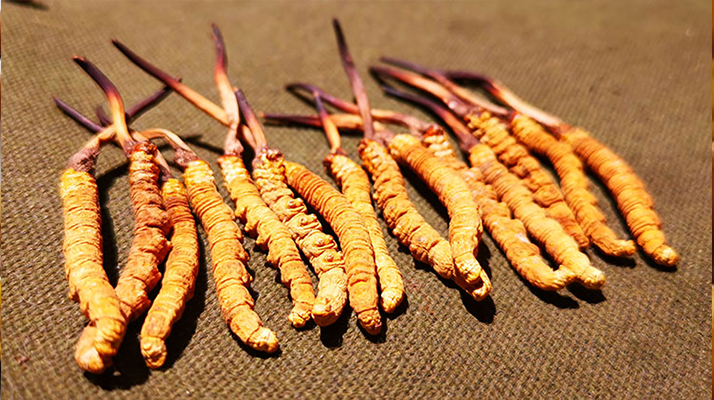 哪里購(gòu)買正宗冬蟲(chóng)夏草