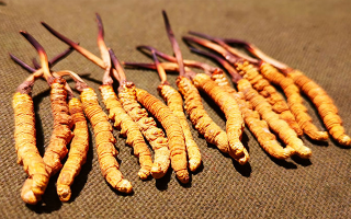 哪里購(gòu)買正宗冬蟲(chóng)夏草