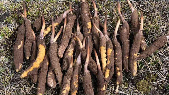 冬蟲夏草一斤多少錢