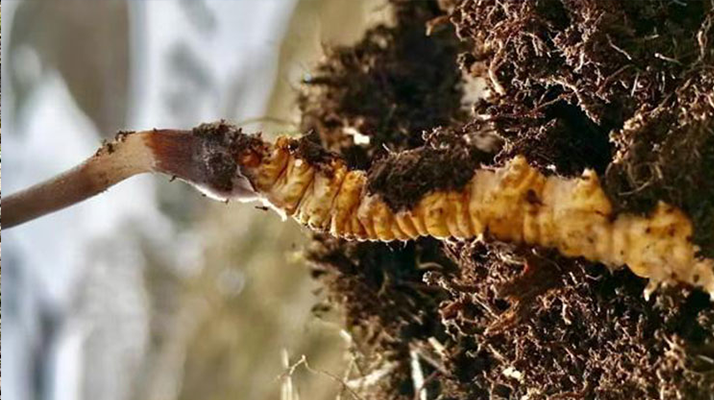 <a href=http://www.ysdxl.com/xinxian/ target=_blank class=infotextkey>新<a href=http://www.ysdxl.com/xinxian/ target=_blank class=infotextkey>鮮冬蟲(chóng)夏草</a></a>何時(shí)采摘