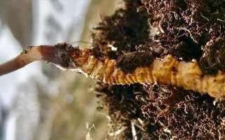 新鮮冬蟲(chóng)夏草何時(shí)采摘