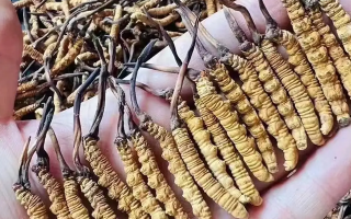 鮮的冬蟲(chóng)夏草長(zhǎng)什么樣