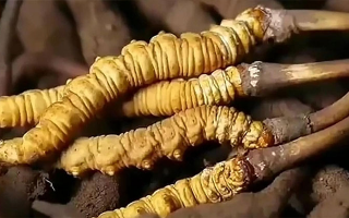 那曲蟲草展銷會暨巴青采集體驗(yàn)活動啟幕