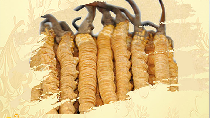 <a href=http://www.ysdxl.com/ target=_blank class=infotextkey>冬蟲夏草</a>夏天如何保存