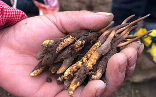 那曲冬蟲夏草新鮮采摘