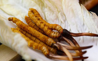 冬蟲(chóng)夏草可不能否泡水喝：你不可不知的健康秘密