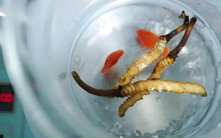 冬蟲夏草一天長多少株正常？揭開“靈芝之王”的成長秘密