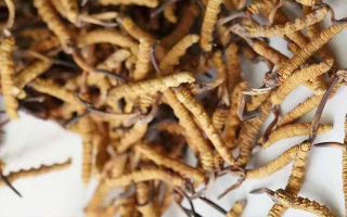 高產(chǎn)冬蟲夏草營養(yǎng)價值排名