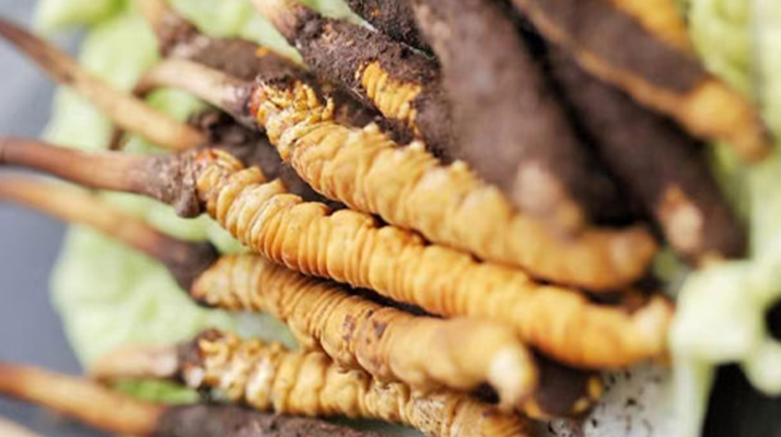 冬蟲夏草:新鮮之味與干制之韻的養(yǎng)生辯證