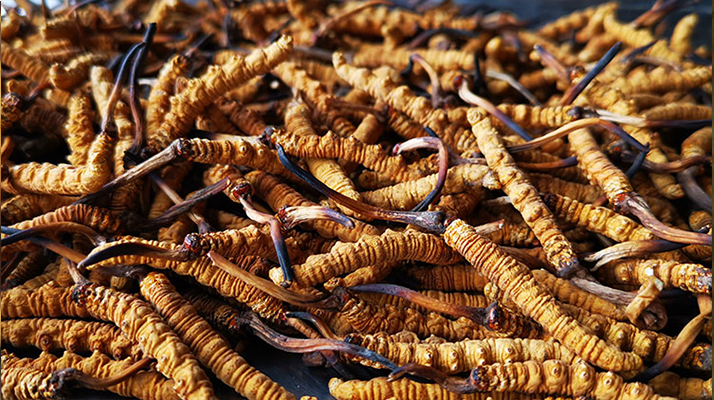 國(guó)際市場(chǎng)冬蟲(chóng)夏草行情分析:從東方瑰寶到全球健康投資的戰(zhàn)略商品