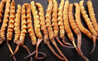 冬蟲(chóng)夏草性狀鑒別指南：掌握這7個(gè)關(guān)鍵特征，輕松辨別真?zhèn)蝺?yōu)劣