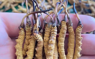 冬蟲夏草等級怎么辨別？專業(yè)指南教你識別優(yōu)劣真?zhèn)?> </div>
            <div   id=