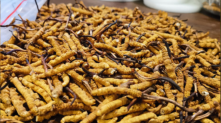 冬蟲夏草燉食指南:解鎖不同搭配的營(yíng)養(yǎng)密碼