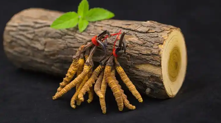 冬蟲夏草一開始長(zhǎng)什么樣？從幼蟲到蟲草雛形的生長(zhǎng)歷程