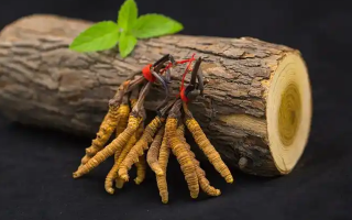 冬蟲夏草一開始長(zhǎng)什么樣？從幼蟲到蟲草雛形的生長(zhǎng)歷程