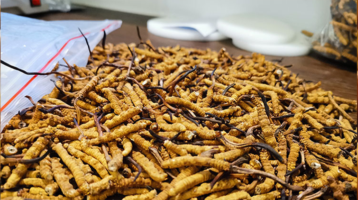 冬蟲夏草：泡水喝還是煮一下？兩種食用方式的全面對比