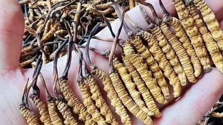 冬蟲夏草燉豬肚:滋補(bǔ)暖身的傳統(tǒng)藥膳做法詳解