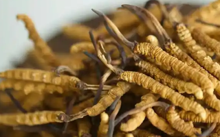正品冬蟲夏草的藥用價值：從傳統(tǒng)智慧到現(xiàn)代科學(xué)的雙重印證