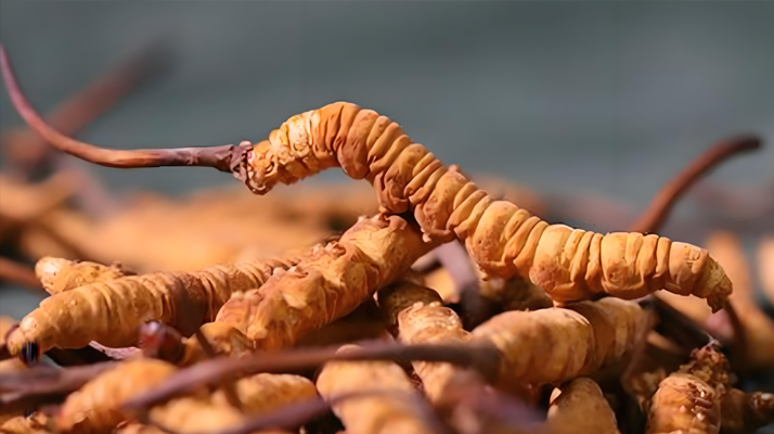 冬蟲夏草泡酒全攻略：所需材料、選材標(biāo)準(zhǔn)與準(zhǔn)備指南