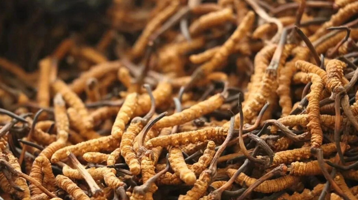 冬蟲夏草一條多少錢？單條價(jià)格的計(jì)算邏輯與實(shí)際范圍