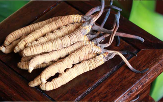 長期干咳如何吃冬蟲夏草：潤肺止咳的科學(xué)食用指南