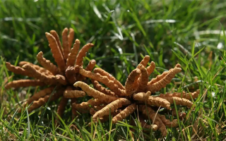 冬蟲(chóng)夏草水煮燉多久才合適？精準(zhǔn)把控時(shí)長(zhǎng)的科學(xué)指南