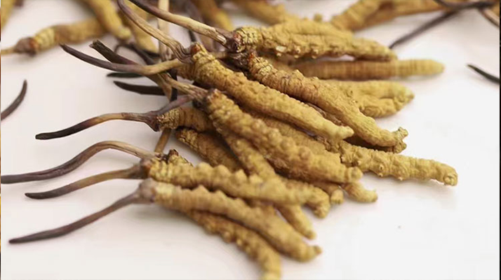長(zhǎng)期吃冬蟲夏草會(huì)怎么樣？從益處到注意事項(xiàng)詳解