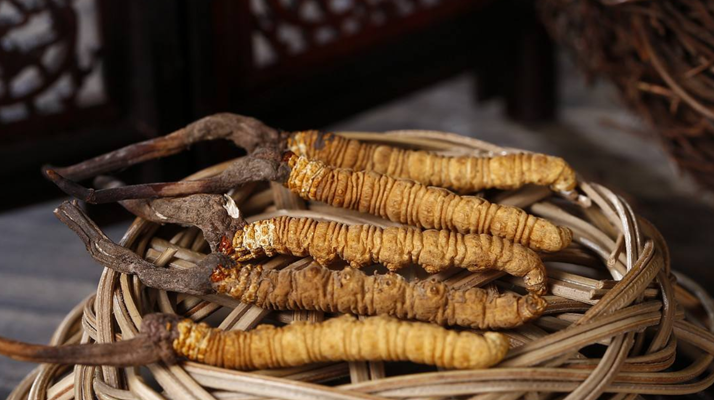 冬蟲夏草煲湯怎么煲好喝？營養(yǎng)與口感雙優(yōu)的實(shí)用指南