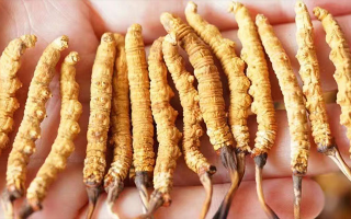 長(zhǎng)時(shí)間喝冬蟲(chóng)夏草好嗎？科學(xué)視角下的利弊與飲用指南