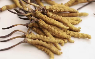 長(zhǎng)期吃冬蟲夏草會(huì)怎么樣？從益處到注意事項(xiàng)詳解