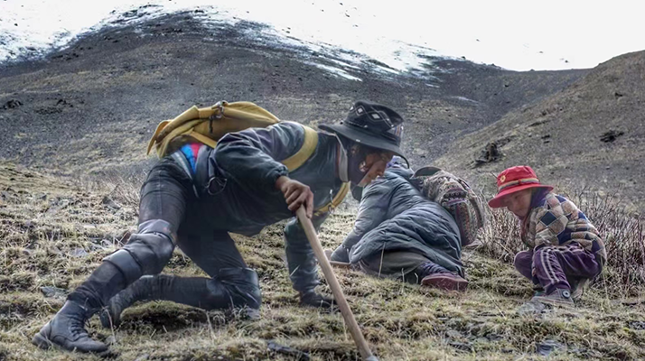 野生冬蟲夏草產(chǎn)地在哪里？核心產(chǎn)區(qū)與品質(zhì)特點(diǎn)解析