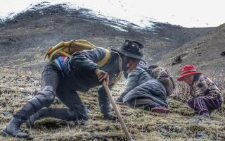 野生冬蟲夏草產(chǎn)地在哪里？核心產(chǎn)區(qū)與品質(zhì)特點解析